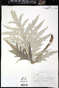 Cynara scolymus image