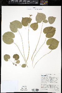 Viola glabella image