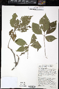 Parthenocissus inserta image