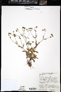 Valerianella locusta image
