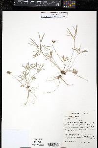 Viola pedatifida image