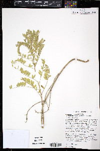 Astragalus crassicarpus var. trichocalyx image