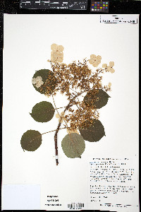 Hydrangea petiolaris image