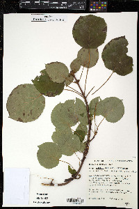 Hydrangea petiolaris image