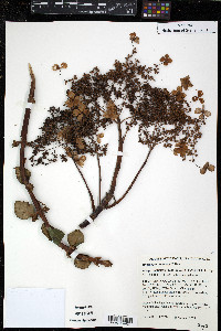 Hydrangea petiolaris image