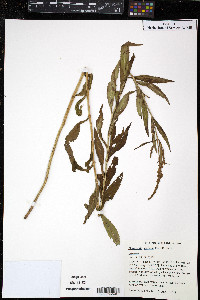 Physostegia speciosa image