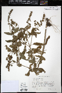 Stachys tenuifolia image