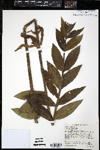 Stachys palustris image