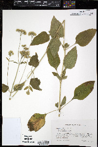 Ageratum conyzoides image