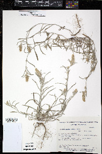 Gamochaeta calviceps image