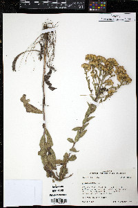 Solidago radula image
