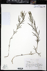Coreopsis palmata image