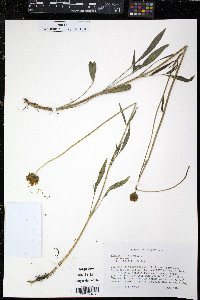 Coreopsis lanceolata image