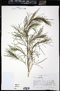 Artemisia dracunculus image