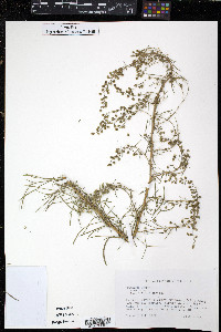 Artemisia campestris image