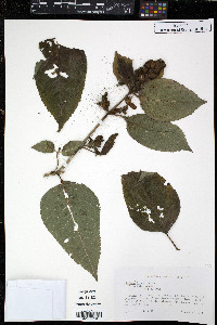 Chelone lyonii image