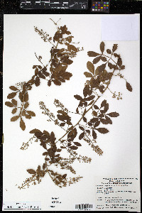 Serjania subdentata image