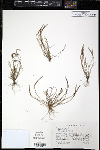 Myosurus minimus image
