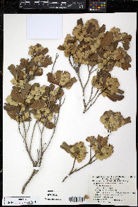 Dodonaea viscosa image