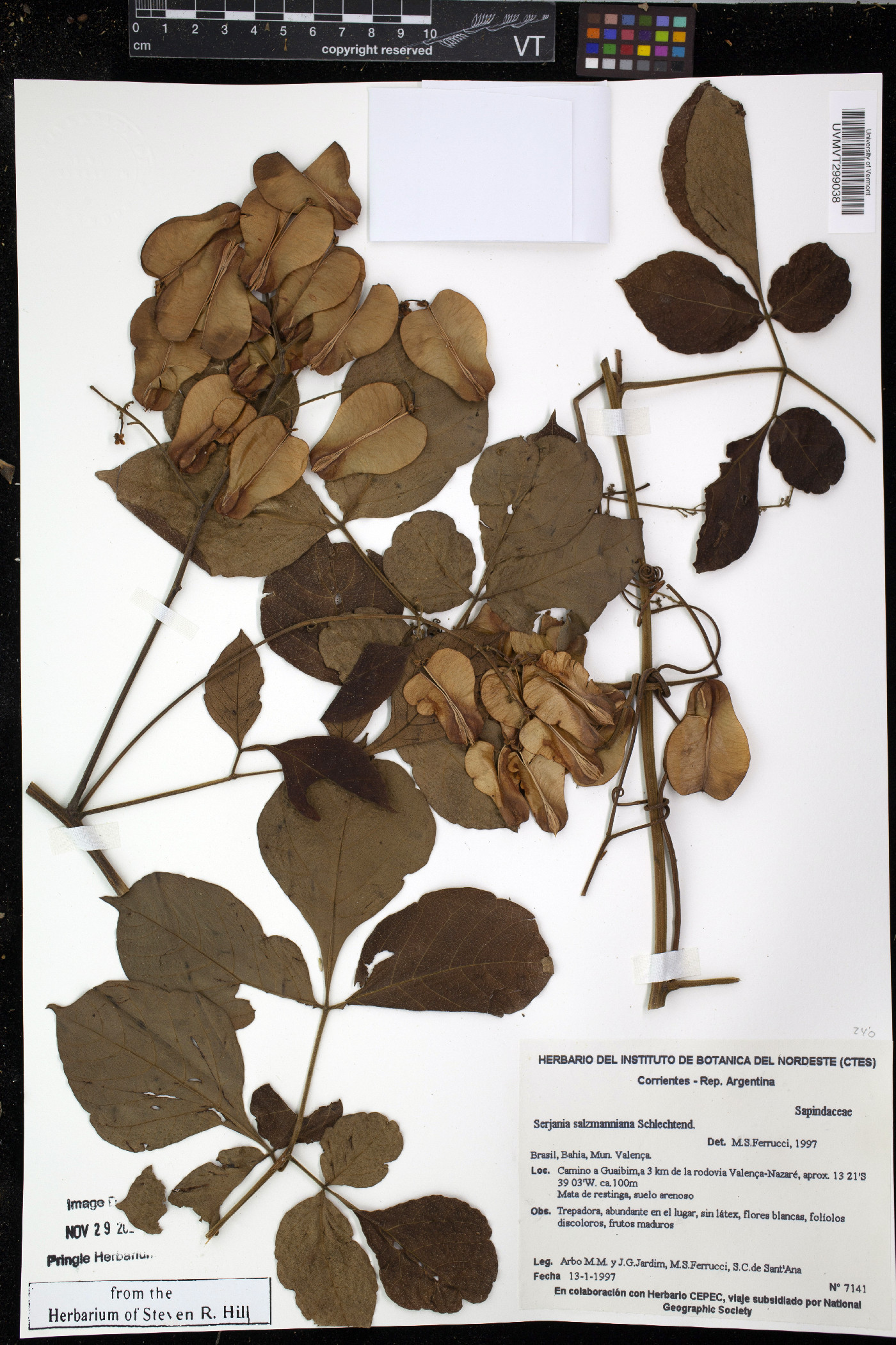 Serjania salzmanniana image