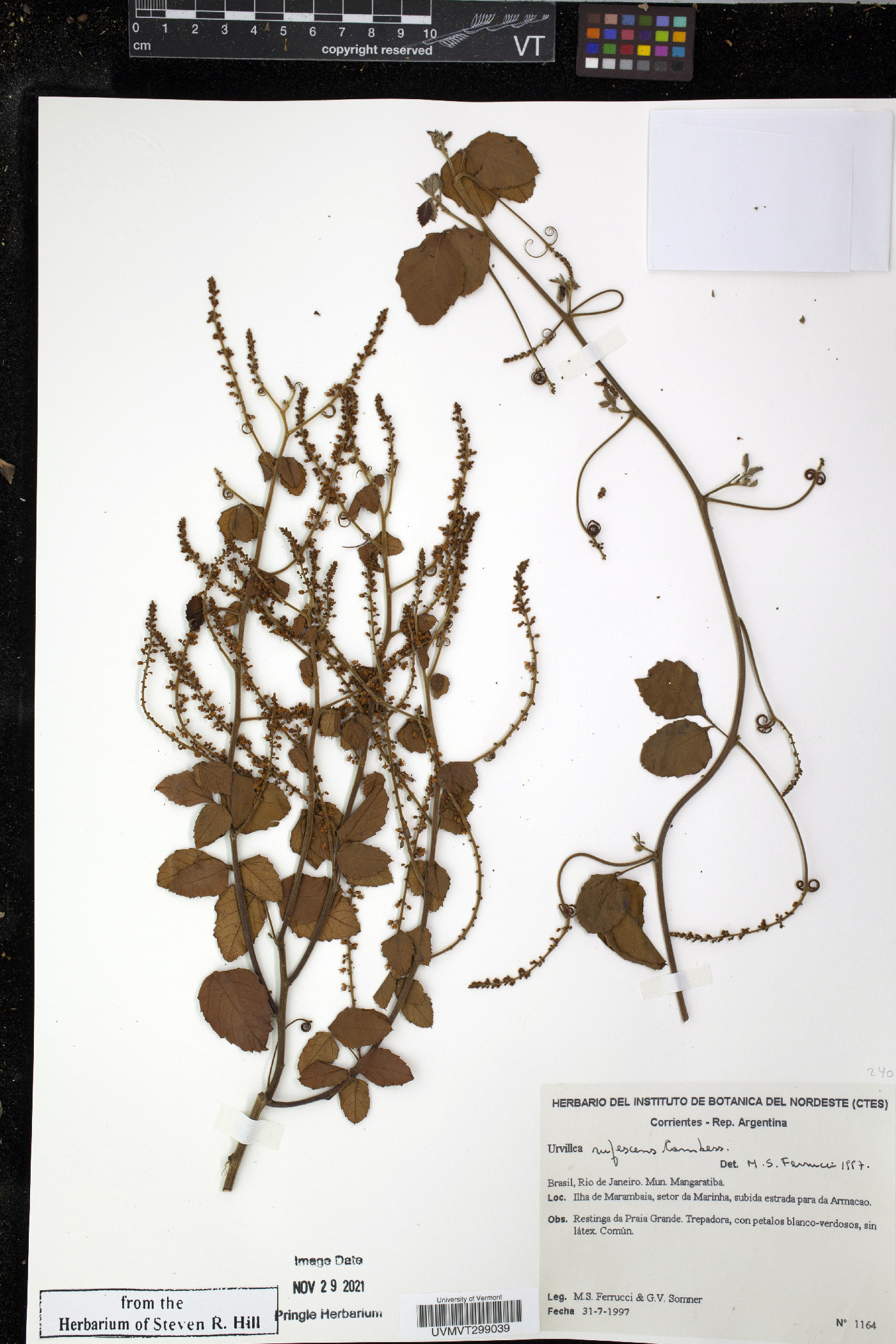 Urvillea rufescens image