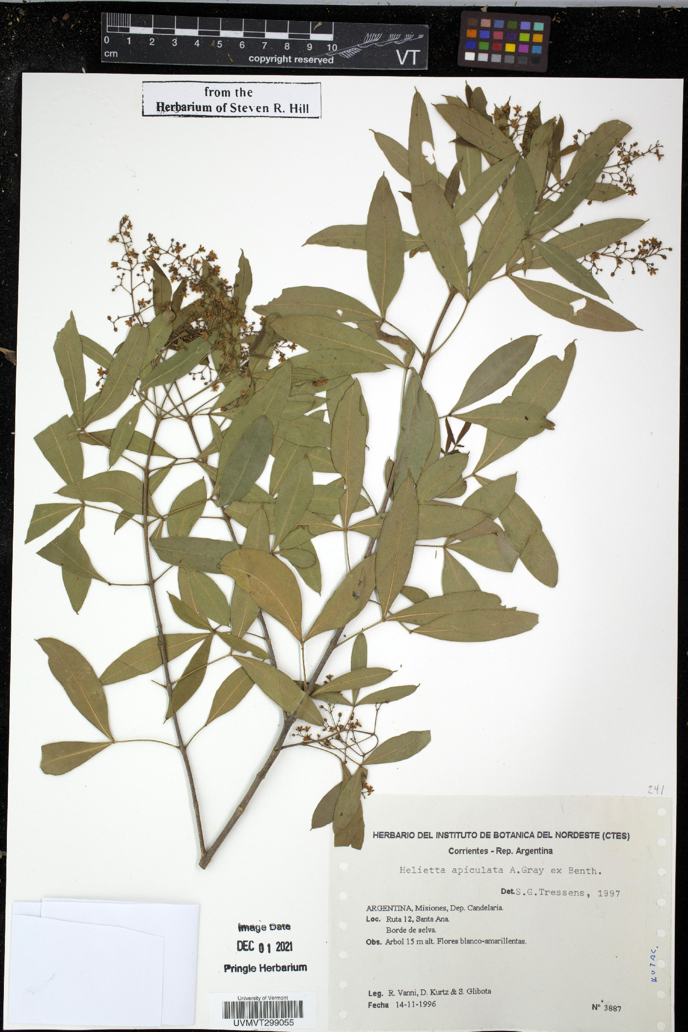 Helietta apiculata image