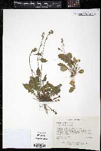 Youngia japonica image