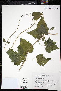 Mikania cordifolia image