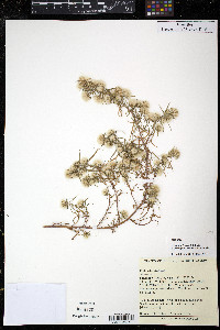 Symphyotrichum ciliatum image