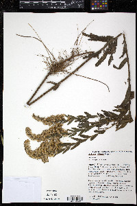Solidago chilensis image
