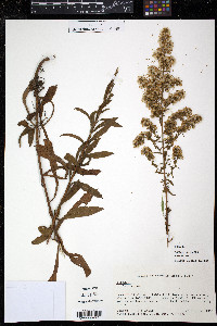 Solidago puberula image