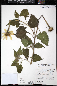 Tithonia rotundifolia image