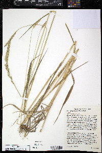 Psammopyrum pungens image