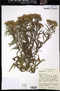 Euthamia gymnospermoides image