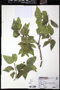 Celtis reticulata image