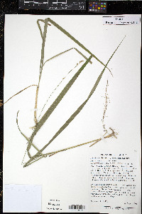 Diarrhena obovata image