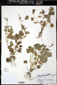 Ranunculus muricatus image