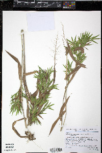 Dichanthelium acuminatum subsp. acuminatum image