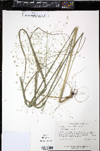 Eragrostis trichodes image