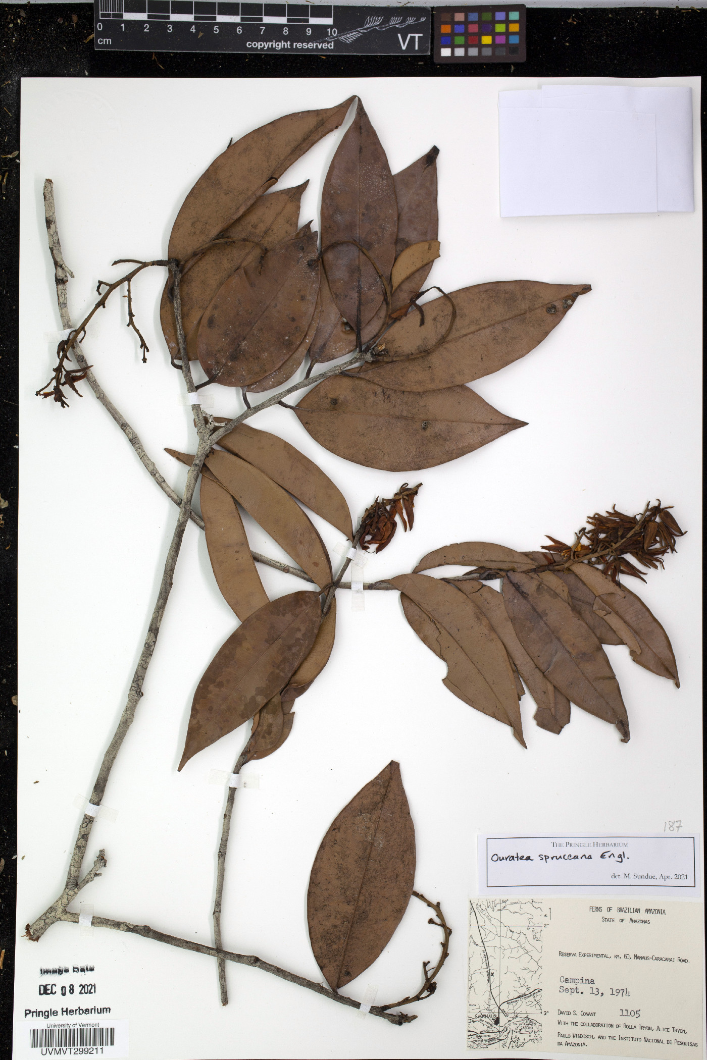 Ouratea spruceana image
