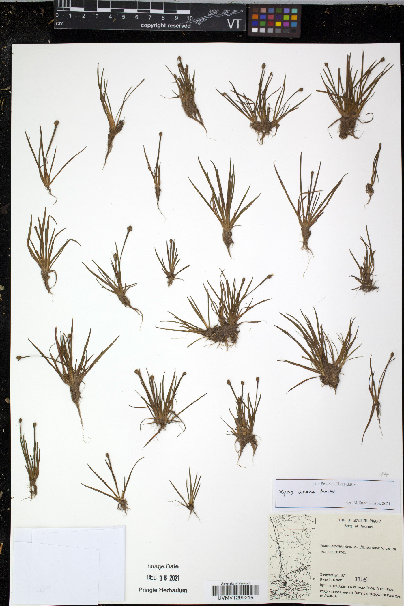 Xyris uleana image