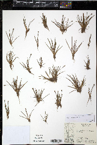 Xyris uleana image