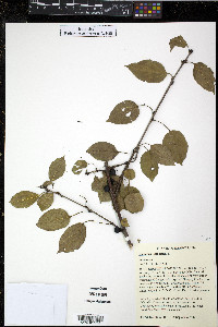 Rhamnus cathartica image