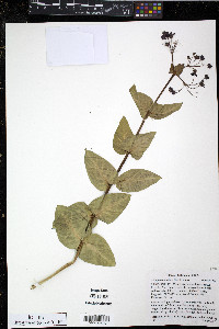 Asclepias cordifolia image