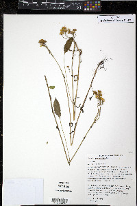 Packera paupercula image
