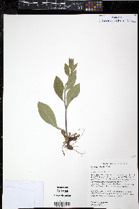 Solidago hispida image
