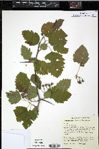 Crataegus mollis image