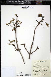 Acer platanoides image