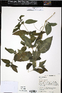 Ruellia strepens image