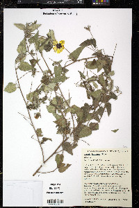 Pavonia hieronymi image
